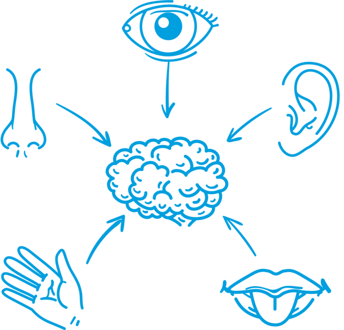 Line drawing of the senses feeding into a brain
